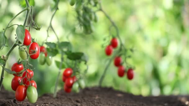 Manos recogiendo tomates de planta a huerta, con canasta de mimbre — Vídeos de Stock