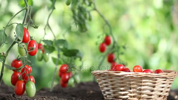 Mãos colhendo tomates de planta em horta, com cesta de vime — Vídeo de Stock