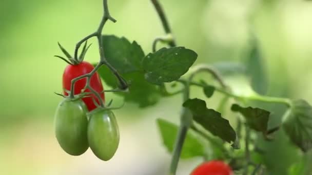 Recoger tomates a mano de la planta a la huerta, de cerca — Vídeos de Stock