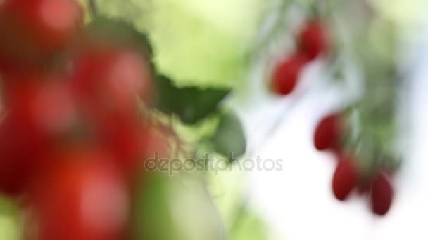 Cherry Tomaten planten in de moestuin, focus en vervagen — Stockvideo