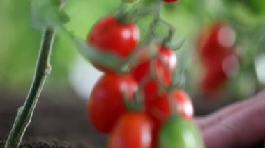 El kiraz domates tedavi toprak sebze bahçesi çalışmak.