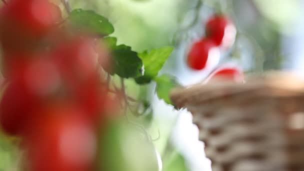 Hand plukken van tomaten uit planten voor moestuin, met rieten mand — Stockvideo