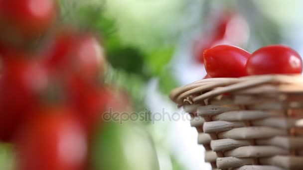 Handpflückung von Tomaten von der Pflanze zum Gemüsegarten, mit Weidenkorb — Stockvideo