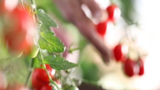 Hands full of tomatoes cherry in vegetable garden focus and defocused — Stock Video