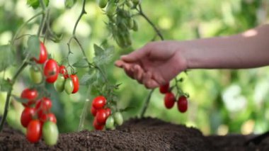 Eller dokunuşlar bitki kiraz domates, kalite kontrol ve sebze bahçesi tedavi