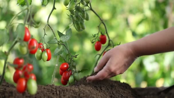 Hände bearbeiten den Boden von Kirschtomaten im Gemüsegarten — Stockvideo