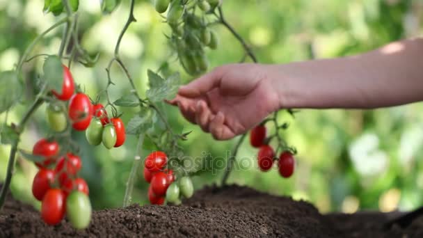 Handen raakt planten van cherry tomaten controle van kwaliteit en genezen van de moestuin — Stockvideo