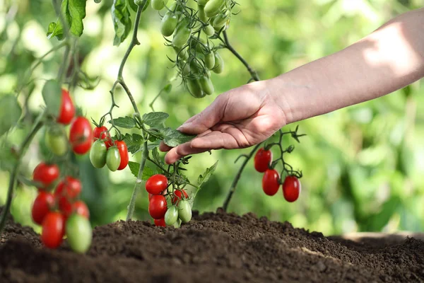 Rukama dotknout rostliny cherry rajčata kontrolu kvality a lék — Stock fotografie