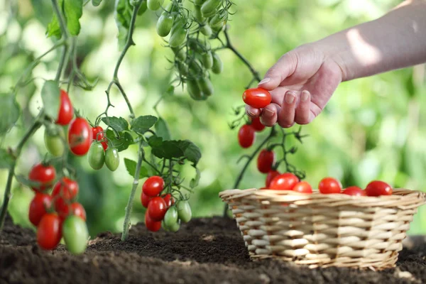 Mãos colhendo tomates de planta em horta, com pavio — Fotografia de Stock