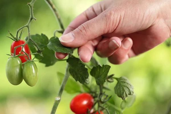 Rukama dotknout závod cherry rajčata kontrolu kvality a vyléčení t — Stock fotografie