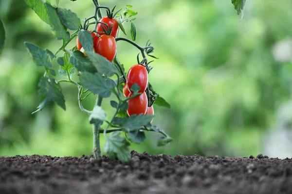 Cherry rajčata na závod v zeleninové zahradě — Stock fotografie