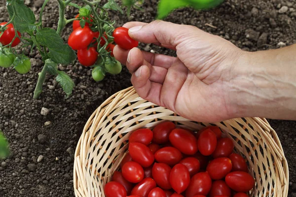 Kiraz domates ile sebze sepete bitkiden toplama el