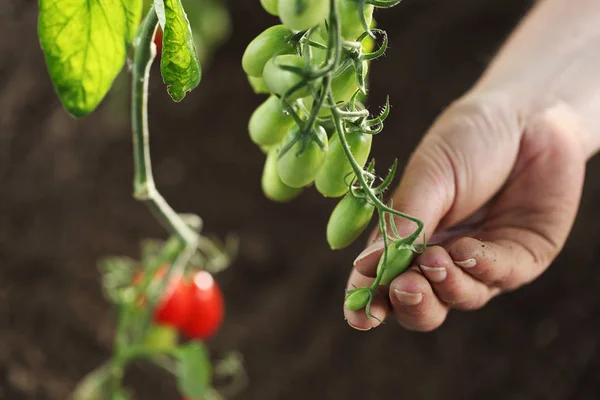 Ruční touch zelené cherry rajčata rostliny v zeleninové zahradě, top — Stock fotografie