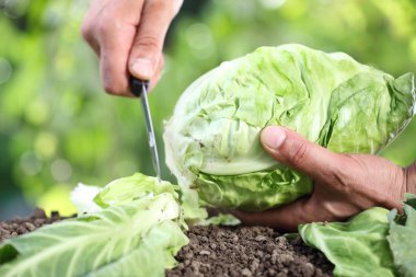 Sebze bahçesinde bir lahana toplama el yakın çekim