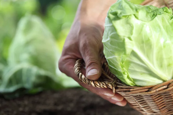 Sebze bahçesinde bir lahana sepeti ile malzeme çekme ellerini kapatın u