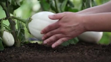 sebze bahçesinde çalışan beyaz bitkiler, ellerini kendine iyi bak patlıcan yakın çekim