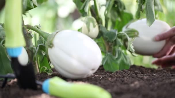 Äggplantor vita växter, händer ta hand närbild arbetar i grönsakslandet, — Stockvideo