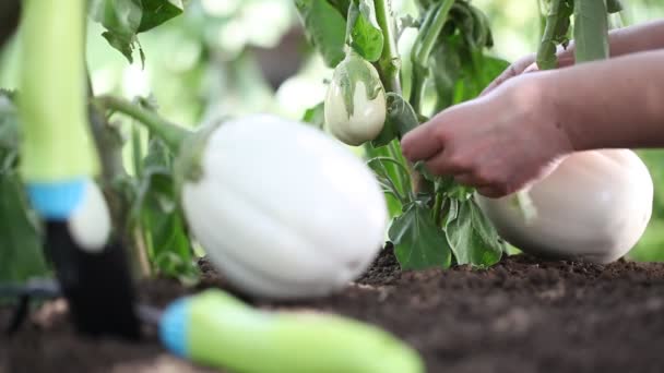 Äggplantor vita växter, händer ta hand närbild arbetar i grönsakslandet, — Stockvideo