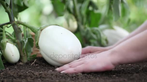 Auberginen weiße Pflanzen, Hände kümmern sich um die Arbeit im Gemüsegarten, Nahaufnahme — Stockvideo