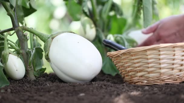 Weiße Auberginen, Hände legen den Korb in den Gemüsegarten — Stockvideo