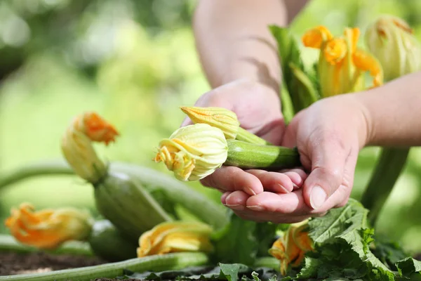 Händer plockar zucchini blommor i grönsakslandet, närbild — Stockfoto