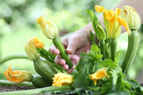 Raccolta a mano fiori di zucchine nell'orto, da vicino — Foto Stock