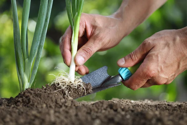 Handen lente-ui plukken in de moestuin, close-up — Stockfoto