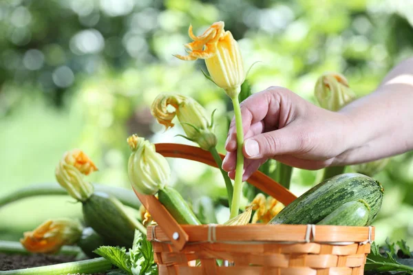 Tangan memetik bunga zucchini dengan keranjang di kebun sayuran , — Stok Foto