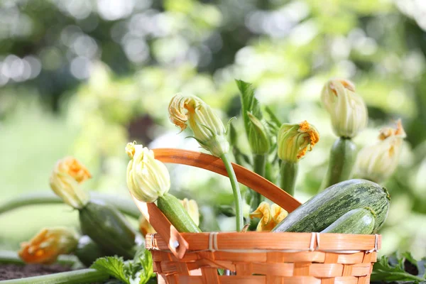 Zucchini flowers in basket in vegetable garden, close up — Stock Photo, Image