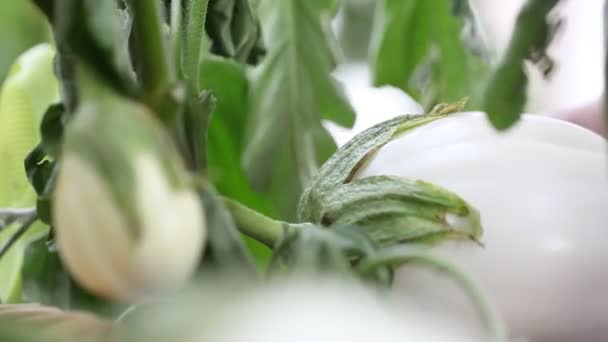 Auberginen weiße Pflanzen, Hand im Gemüsegarten, Nahaufnahme — Stockvideo