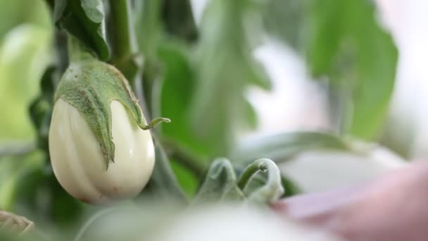 Auberginen weiße Pflanzen, Hand im Gemüsegarten, Nahaufnahme — Stockvideo