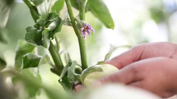 Sebze bahçesinde çiçek patlıcan beyaz bitkiler, el dokunmak — Stok video