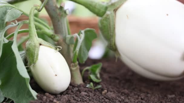 Auberginen weiße Pflanzen, Hand im Gemüsegarten, Nahaufnahme — Stockvideo