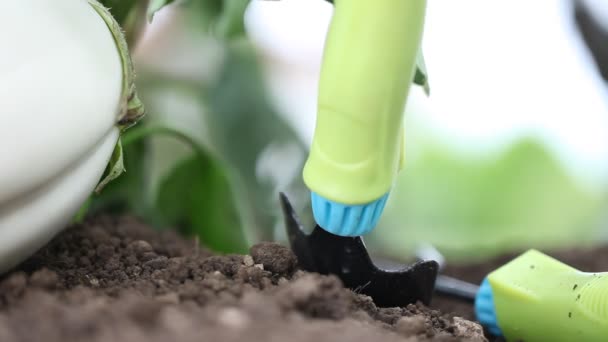 Tangan dengan alat-alat bekerja tanah di kebun sayuran terong putih — Stok Video