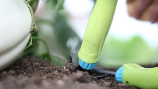 White eggplants, hands put the basket in the vegetable garden — Stock Video