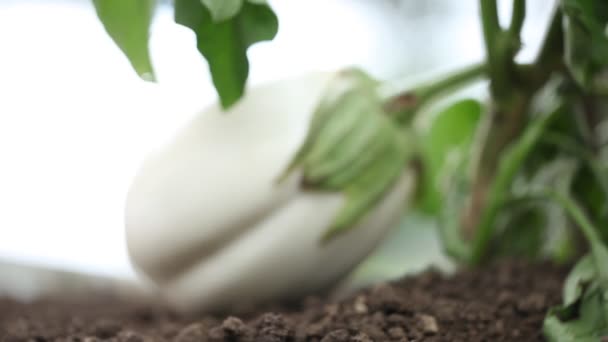 Hand mit Werkzeug bearbeitet den Boden im Gemüsegarten der weißen Aubergine — Stockvideo