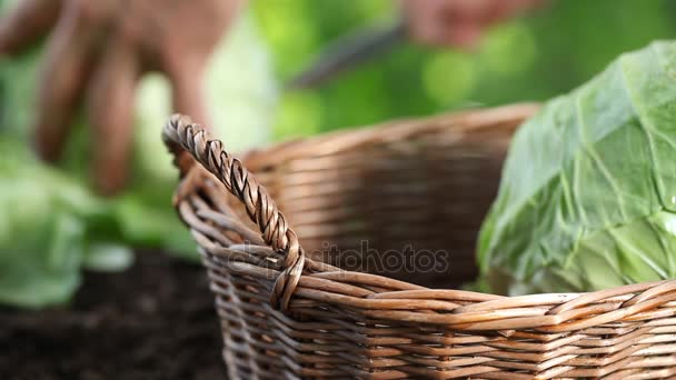 Handen een cabbage plukken in de moestuin, verzamelen en in rieten mand, close-up — Stockvideo