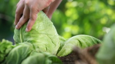Sebze bahçesinde bir lahana toplama el yakın çekim