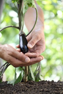 eller touch patlıcan sebze bahçesinde bitki, u kapatın