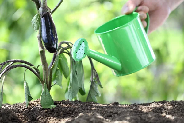 Planten met gieter water te geven. aubergine in moestuin. — Stockfoto