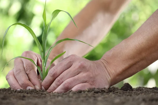 Handen een zaailing planten in de grond, close-up — Stockfoto