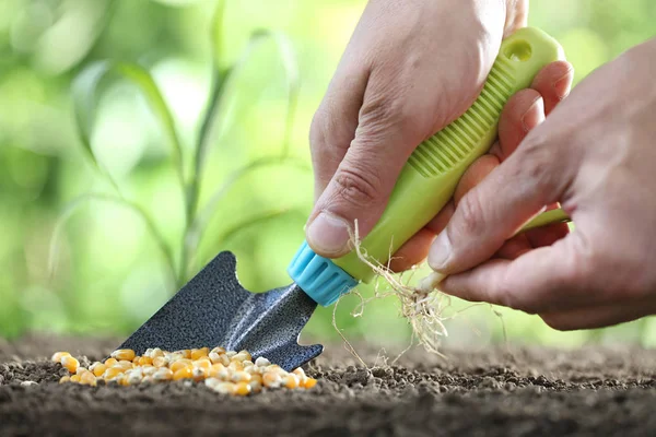 Concept of seeding, hands with tool and seedling, corn seeds on — Stock Photo, Image
