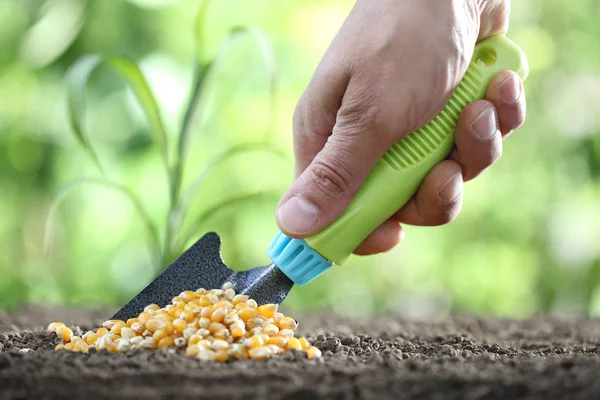 Concept van het zaaien, hand met gereedschap, maïs zaden op de bodem, close-up — Stockfoto