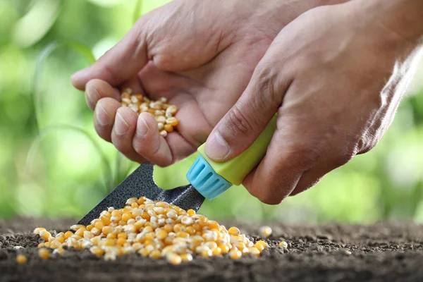 Concept van het zaaien, handen met gereedschap en maïs zaden op de bodem, clos — Stockfoto