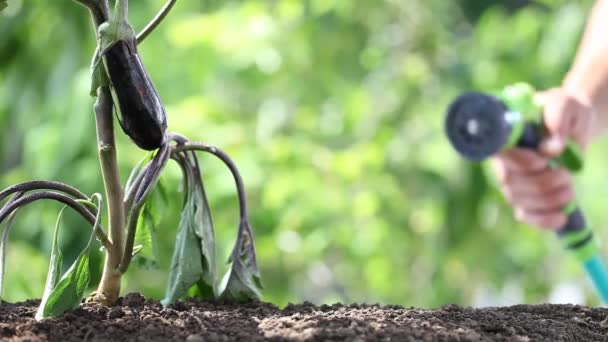 Hand vattna växter. aubergine i grönsakslandet. närbild — Stockvideo