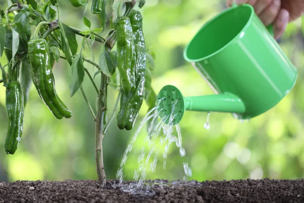 じょうろで植物に水をまきます。ピーマン野菜の ga — ストック写真