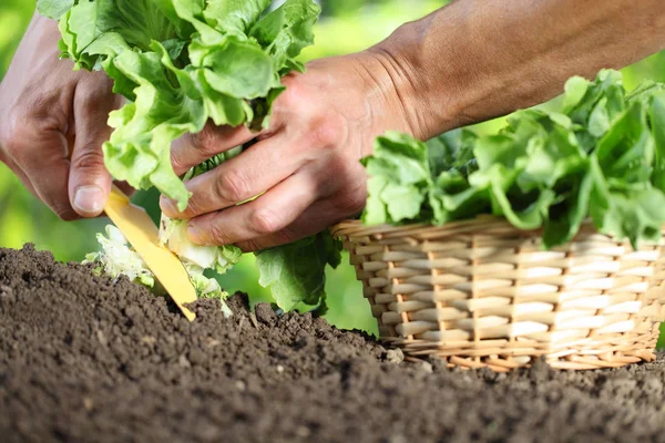 Hands picking lettuce with basket, plant in vegetable garden, cl — Stock Photo, Image