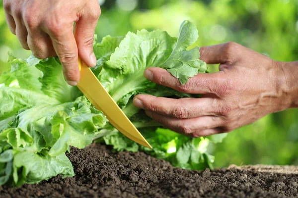 Hands picking lettuce, plant in vegetable garden, close up — Stock Photo, Image