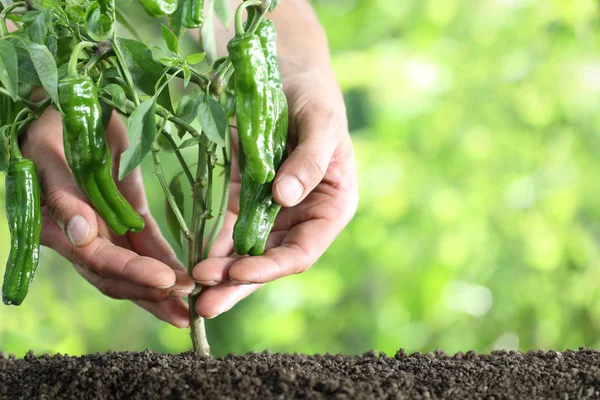 Hands touch green peppers in vegetable garden, close up — Stock Photo, Image