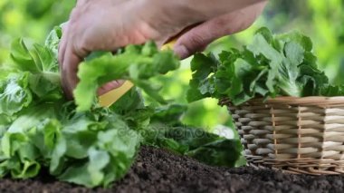 El sepetli marul topluyor, sebze bahçesinde bitki yetiştiriyor, kapatıyorlar.